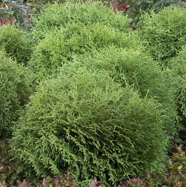 Zerav západní 'Little Giant'