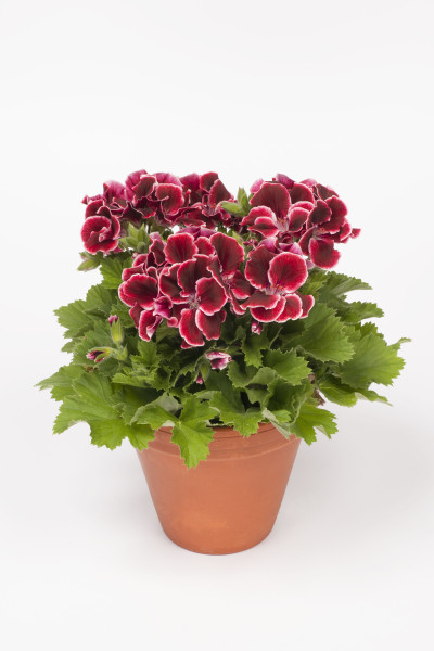 Aristo Red Beauty, muškát (1)