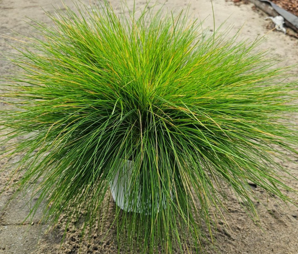 Metlice křivolaká AmiLime