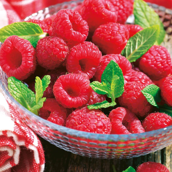 Rubina Royal, maliník