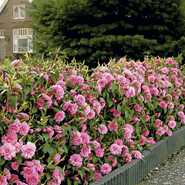 Kamélie Mrs. Tingley (1)