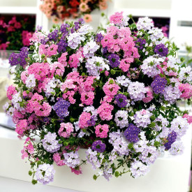 Verbena mix (3)