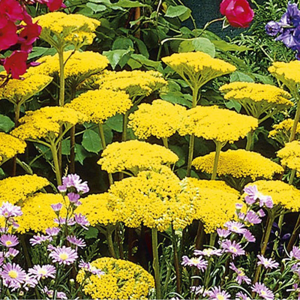 Řebříček, žlutý