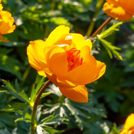 Úpolín čínský Goldkönigin 