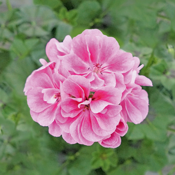 Royal® Frosty Pink, muškát (3)