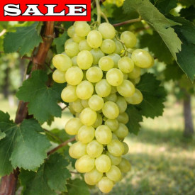 Sába királynője, vinná réva