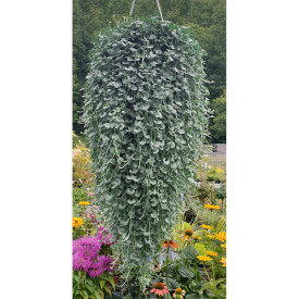 Stříbrný déšť (3)