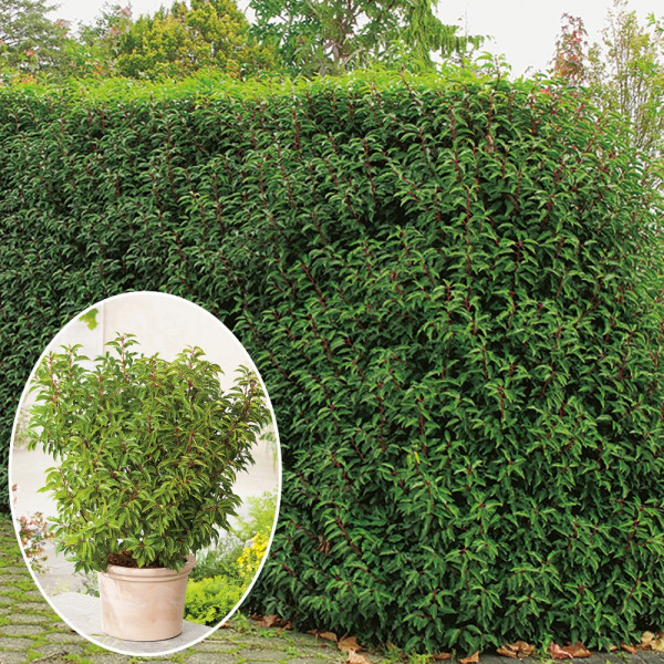 Portugalský vavřín (1)