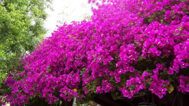 Bougainvillea, růžová