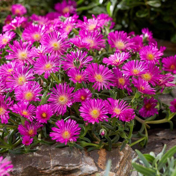 Delosperma Hot Pink Wonder