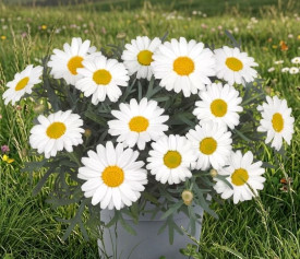 Pařížská kopretina bílá, keř