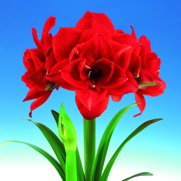 Amarylis Cherry Nymph