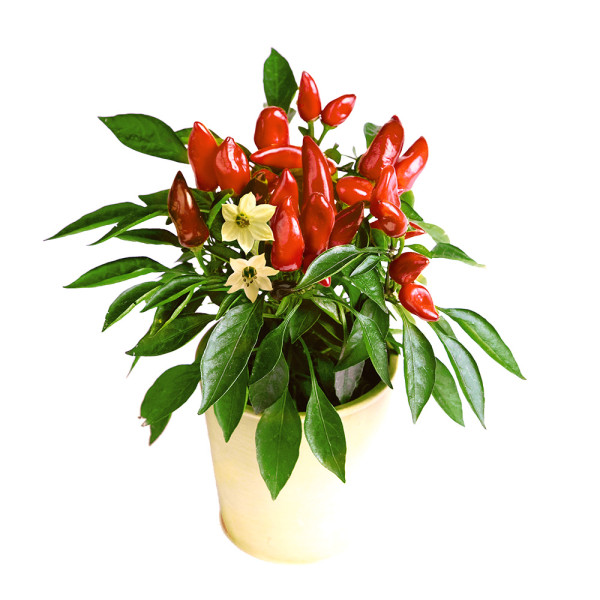 Ariella Midi Red, paprika