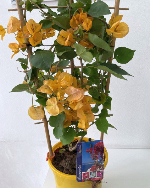 Bougainvillea - vícebarevná