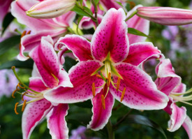 Stargazer, lilie (2)