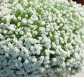Lobulárie Snow Princess (3)