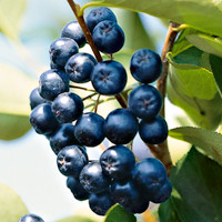 Áronie černá Nero