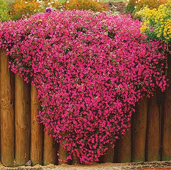 Mydlice bazalkovitá (3)