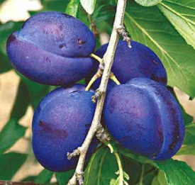 Bluefre švestka, kontejner