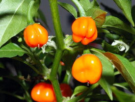 Habanero, papričky