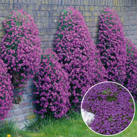 Tařička fialová (1)