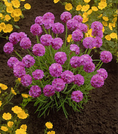 Trávnička přímořská (3)