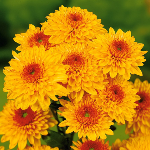 Chryzantéma Beppie Bronce (3)