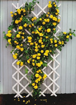 Royal Gold, kontejner