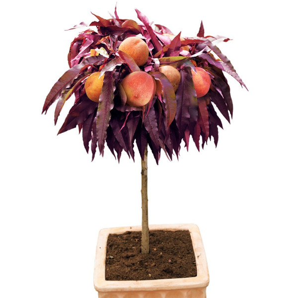 Zakrslá broskev Crimson