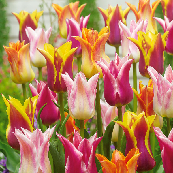 Liliovité tulipány (20)