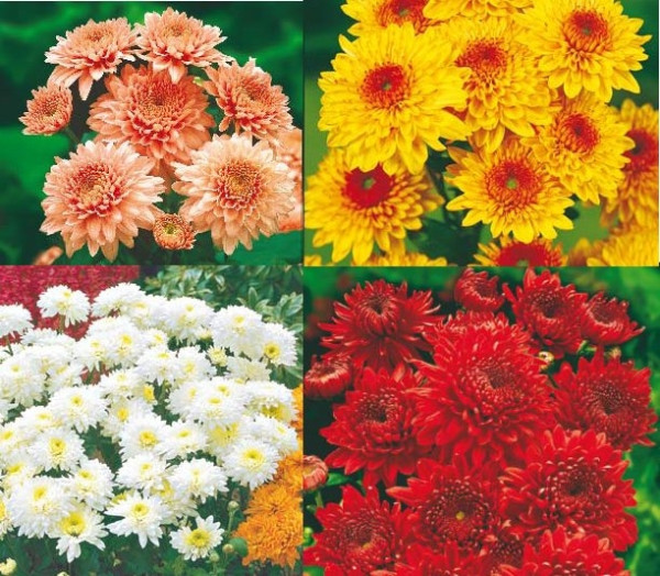 4 chryzantémy