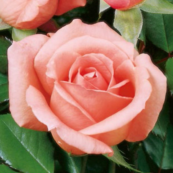 Parfums de Provence, růžová v kontejneru