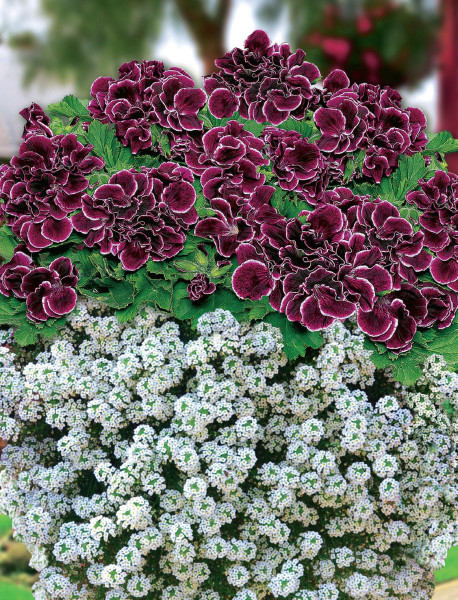 Aristo Black Beauty, větší + Snow Princess