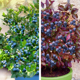 Cabernet Splash + Jolly Berry