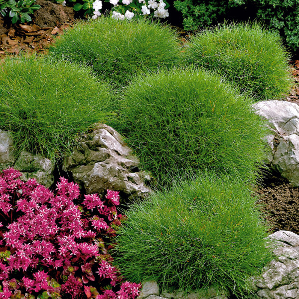 Kostřava medvědí (3)