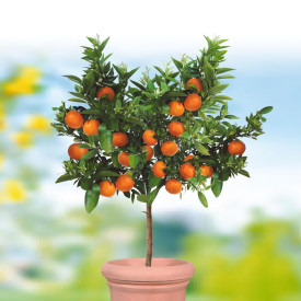 Mandarinkovník Portofino