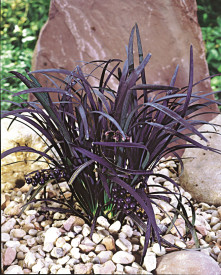 Sedoulek plochostvolý 'Nigrescens'