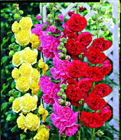 Topolovka, růžová