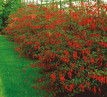 Mrazuvzdorná fuchsie