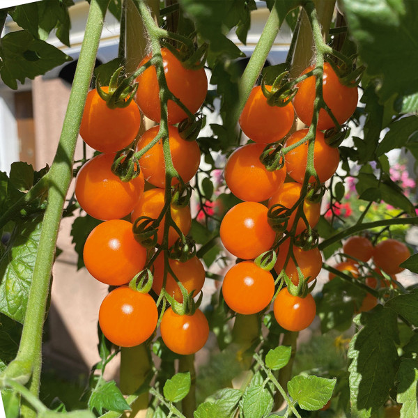 Cherry Gold F1, rajčata