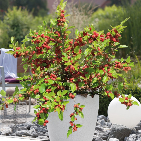 Moruše Mojo Berry