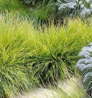 Pěchava vápnomilná