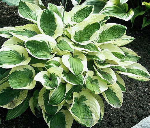 Hosta Brim Cup