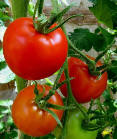 Kecskeméti 3 F1, rajčata