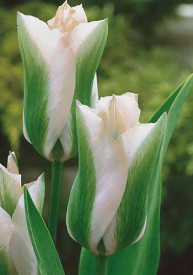 Green Spirit, tulipány