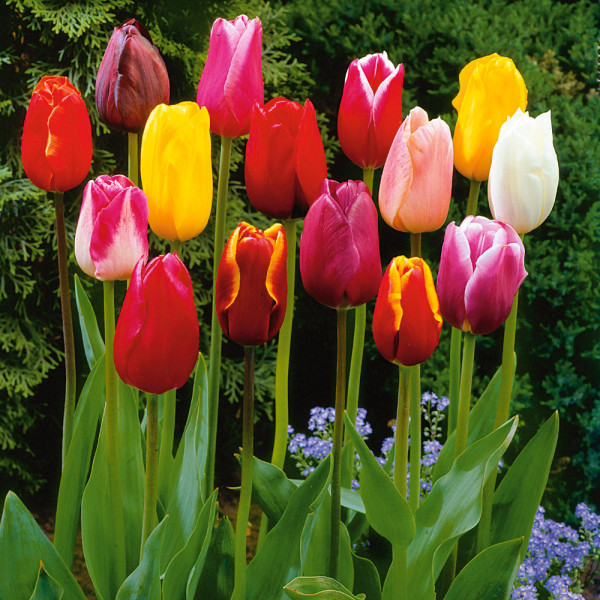 10 tulipánů