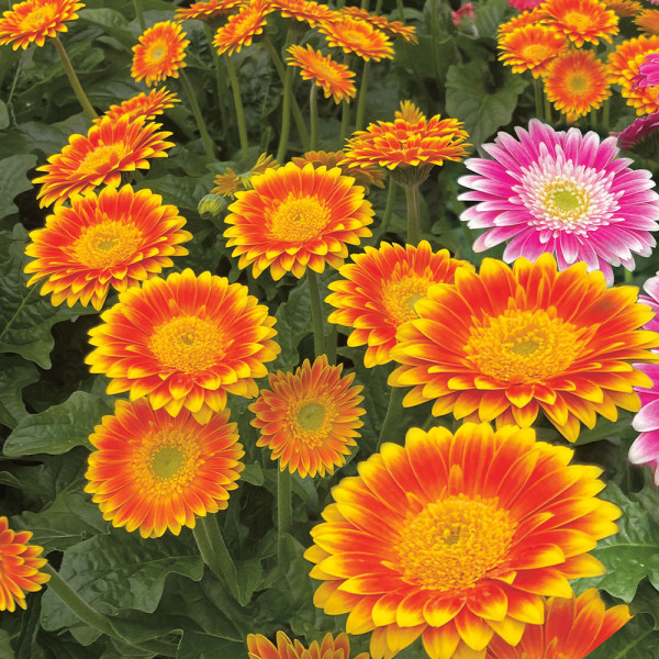 Gerbera Sweet Blaze