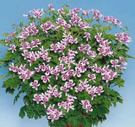 Citronella, muškát (3)