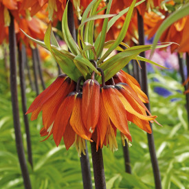 Řebčík královský, oranžový (1)