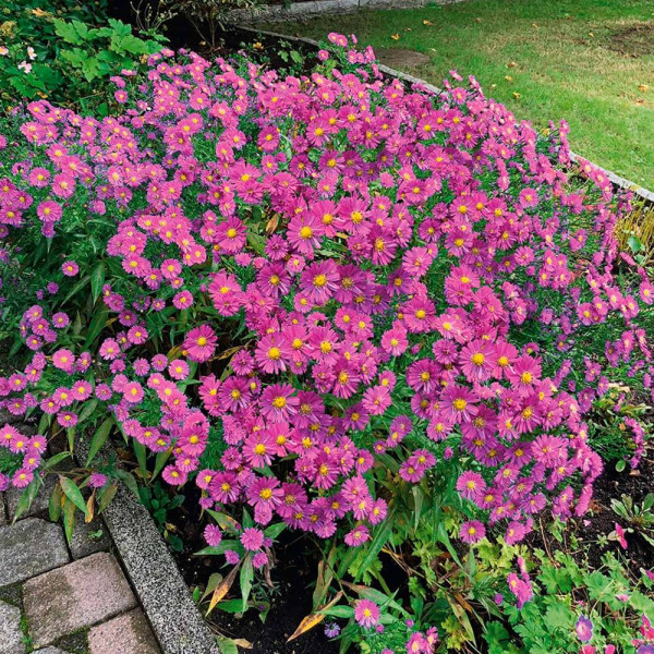 Hvězdnice křovitá, růžová(1)